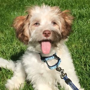 Meet your Posher, Angela